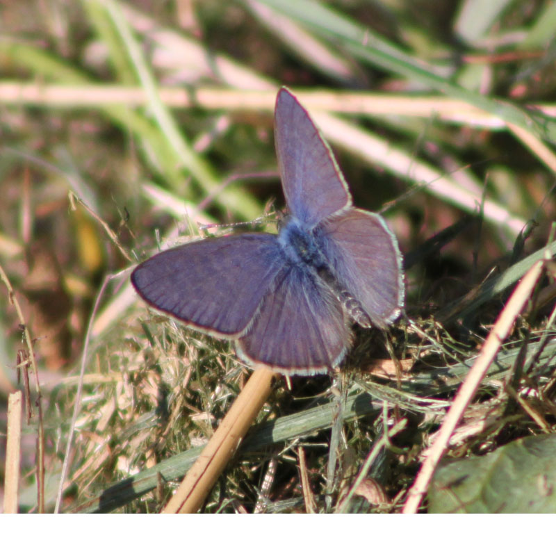 identificazione farfalla